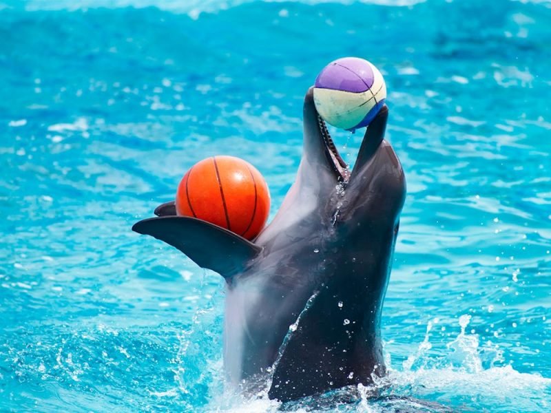 22b488357d0e769f35e18d0cf22e2018-1877-dubai-dubai-dolphinarium-tickets-swimming-with-dolphins-10-1