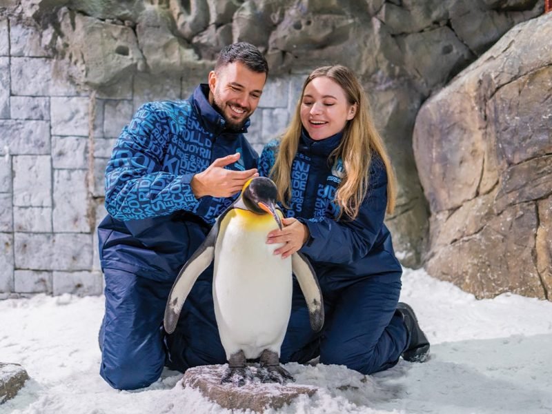 Penguins-at-Ski-Dubai-