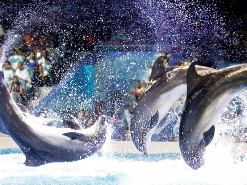 img_1728900301_1728900383__dolphinshow21